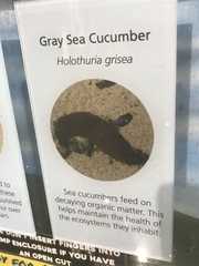 Holothuria grisea