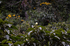 Magnolia hernandezii