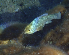 Cyprinodon elegans