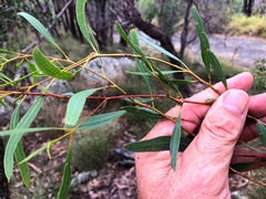 Eucalyptus bakeri