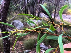 Eucalyptus bakeri