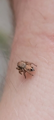 Habronattus