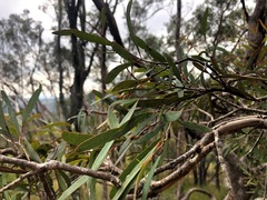 Eucalyptus bakeri