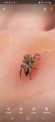 Habronattus