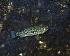 Cyprinodon elegans