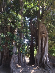 Ficus