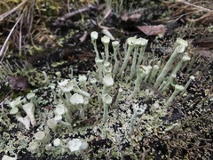 Cladonia sulphurina