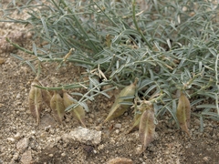 Astragalus casei