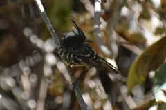 Anairetes reguloides