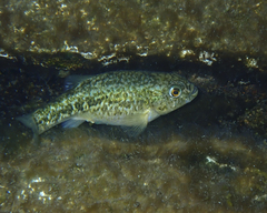 Cyprinodon elegans