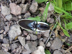 Chalcolepidius apacheanus