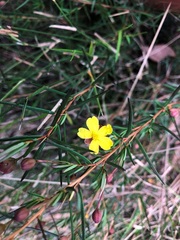 Hibbertia cistoidea