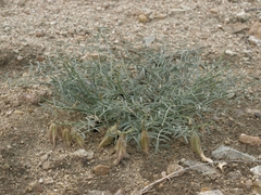 Astragalus casei