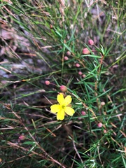 Hibbertia cistoidea