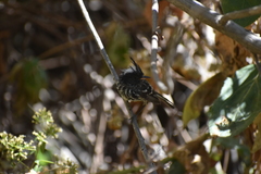 Anairetes reguloides