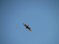 Rupornis magnirostris