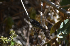 Anairetes reguloides