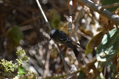 Anairetes reguloides