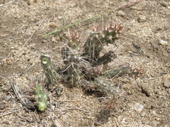 Micropuntia pulchella