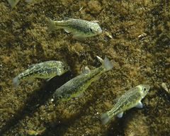 Cyprinodon elegans