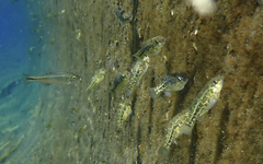 Cyprinodon elegans