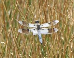 Plathemis subornata