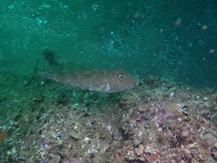 Sphoeroides lobatus