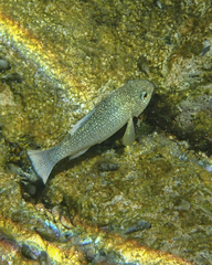 Cyprinodon elegans