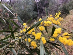 Acacia neriifolia
