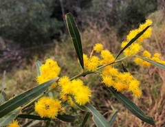 Acacia neriifolia