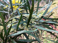 Acacia neriifolia