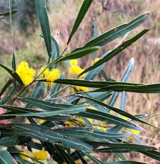 Acacia neriifolia
