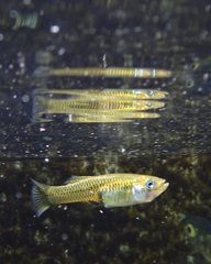 Gambusia nobilis