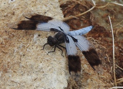 Plathemis subornata