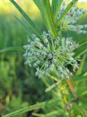 Asclepias hirtella