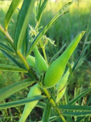 Asclepias hirtella