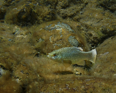 Cyprinodon elegans