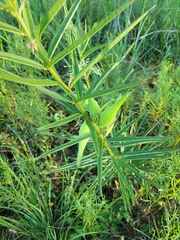 Asclepias hirtella
