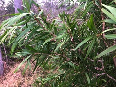 Melaleuca formosa