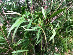 Melaleuca formosa