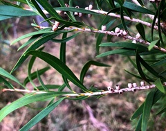 Melaleuca formosa