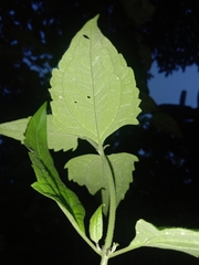 Chromolaena odorata