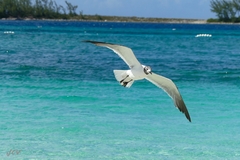 Leucophaeus atricilla