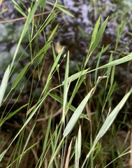 Dichanthelium lucidum