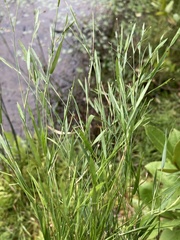 Dichanthelium lucidum