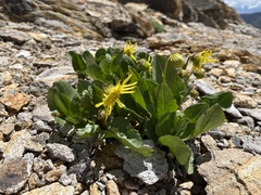 Senecio amplectens holmii
