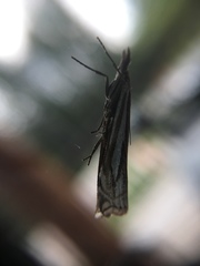 Crambus whitmerellus