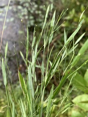 Dichanthelium lucidum