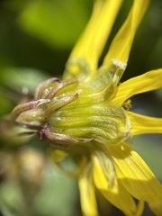 Senecio amplectens holmii