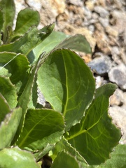 Senecio amplectens holmii